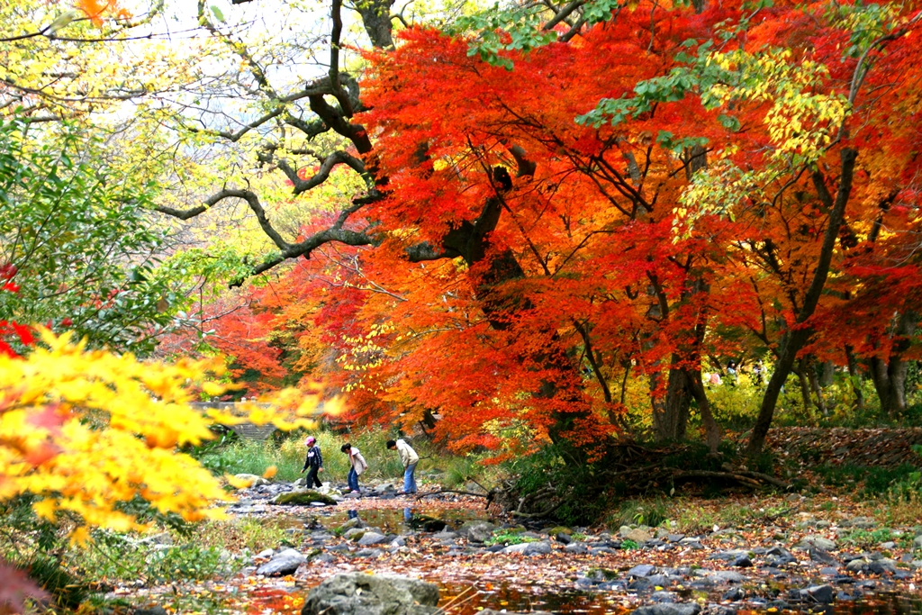 ฤดูใบไม้ร่วง ใบไม้เปลี่ยนสีของประเทศเกาหลี