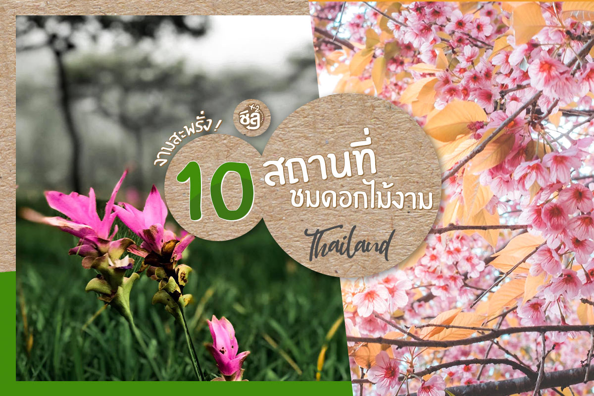 งามสะพรั่ง! แจกพิกัด 10 สถานที่ชมดอกไม้งามเมืองไทย ที่ใครๆ ก็หลงรัก
