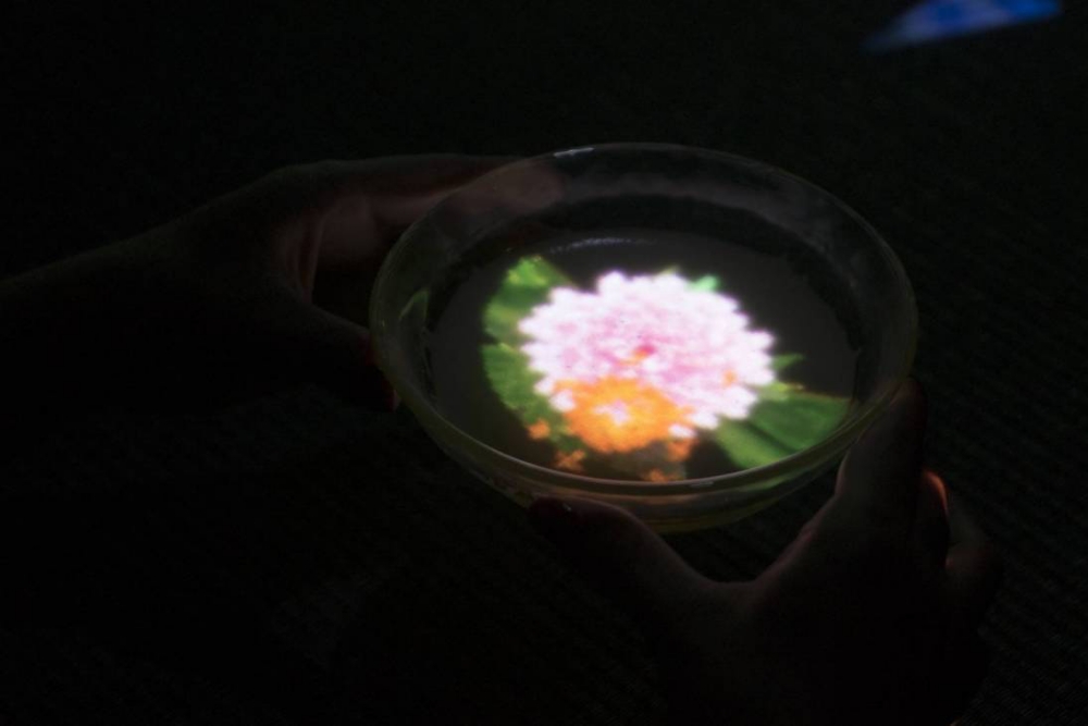 Flowers Bloom in an Infinite Universe inside a Teacup